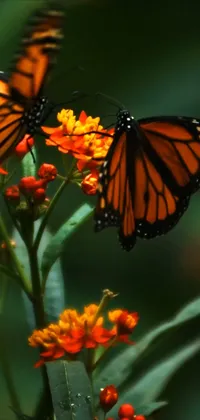 Butterflies Slowmo Live Wallpaper