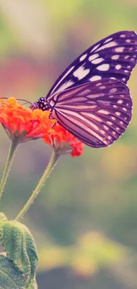 Butterfly on Flower Live Wallpaper
