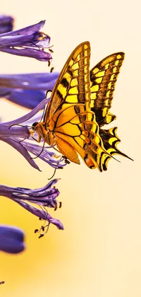 Swallowtail Butterfly on Purple Flower Live Wallpaper