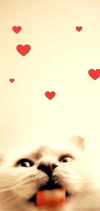 Cat Love Live Wallpaper