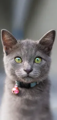 Grey Cat Staring at Camera Live Wallpaper