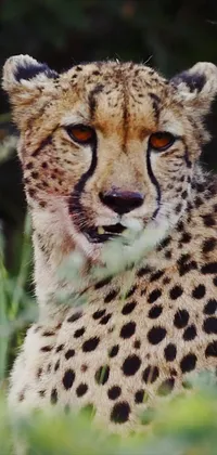 Cheetah Wallpaper Live Wallpaper