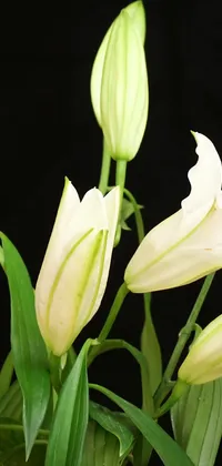 Closed White Lilies Live Wallpaper