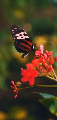 Cute Butterfly Live Wallpaper