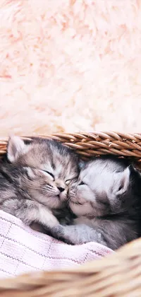 Cute Kittens Live Wallpaper