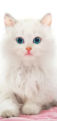 Cute Kitty Live Wallpaper