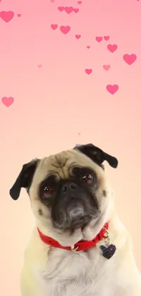 Cute Pug Live Wallpaper