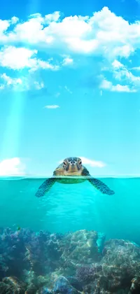Cute Turtle Live Wallpaper