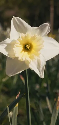 Daffodin Live Wallpaper