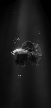 Dark betta fish Live Wallpaper