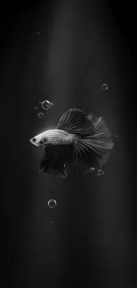 Dark betta fish Live Wallpaper