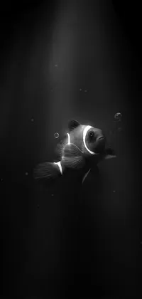 Dark clownfish Live Wallpaper