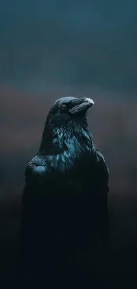 Dark Crow Live Wallpaper