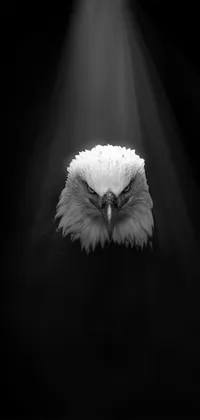 Dark eagle Live Wallpaper