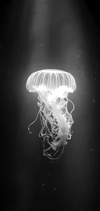 Dark Jellyfish Live Wallpaper