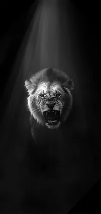 Black on sale lion wallpaper