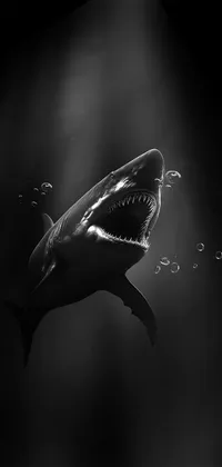 Dark Shark iPhone Live Wallpaper