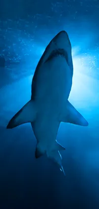 Deep Blue Shark Live Wallpaper