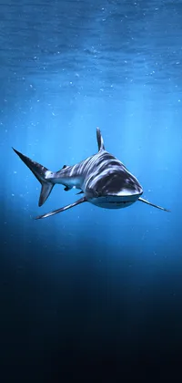 Diving Shark Live Wallpaper