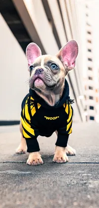 Dog with Hoodie Live Wallpaper