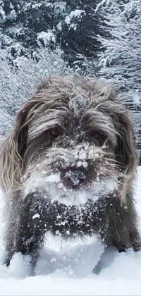 Dogo Eating Snow Live Wallpaper