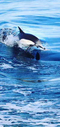 Dolphin Jumping in Water Live Wallpaper