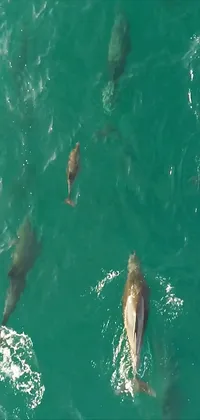 Dolphins Live Wallpaper
