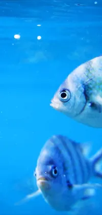 live aquarium fish wallpaper