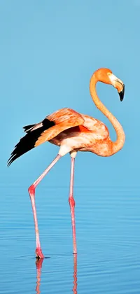 Flamingo Live Wallpaper