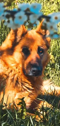 German Dogo Live Wallpaper