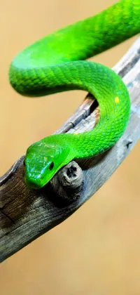 Green Snake on Branch Live Wallpaper