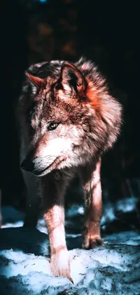 Grey Timber Wolf Live Wallpaper