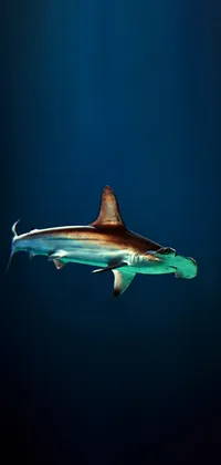 Hammerhead Shark Underwater Live Wallpaper