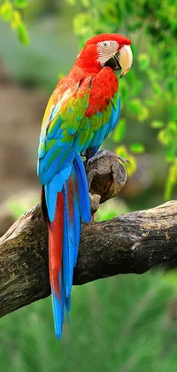 Jungle Parrot Live Wallpaper