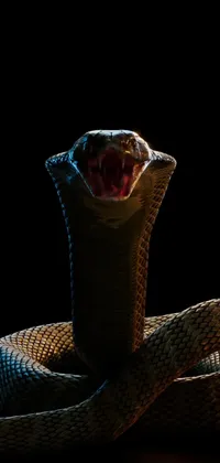 King Cobra Live Wallpaper - free download