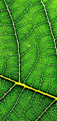 Leaf Texture Live Wallpaper
