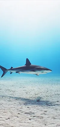 Lone Shark Live Wallpaper