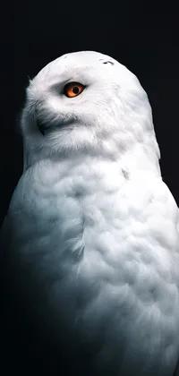 Majestic Snowy Owl Live Wallpaper