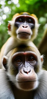 Mama Monkey with Baby Live Wallpaper