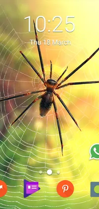 3D Morning Spider Live Wallpaper