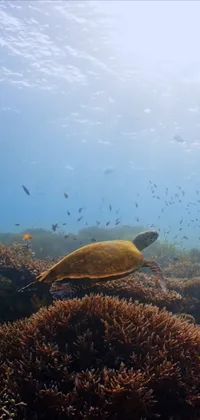 Ocean Turtle Moving Live Wallpaper