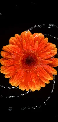Orange Flower Two Live Wallpaper