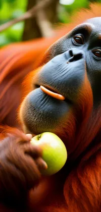 Orangutan Eating an Apple Live Wallpaper