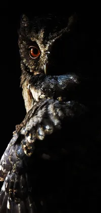 owl Live Wallpaper