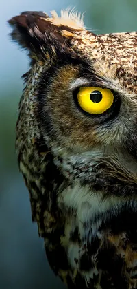 Owl Eye Live Wallpaper