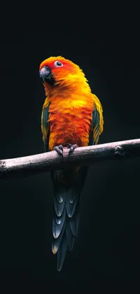 Orange Parrot Sitting on a Branch Live Wallpaper