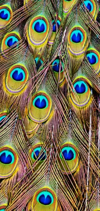 Peacock Fethers Live Wallpaper