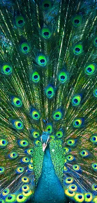 peacock background