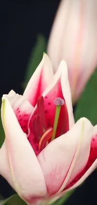 Pink Lily Closeup Live Wallpaper