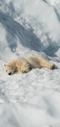 Polar Bear Sleeping Live Wallpaper